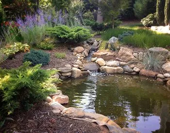 pond